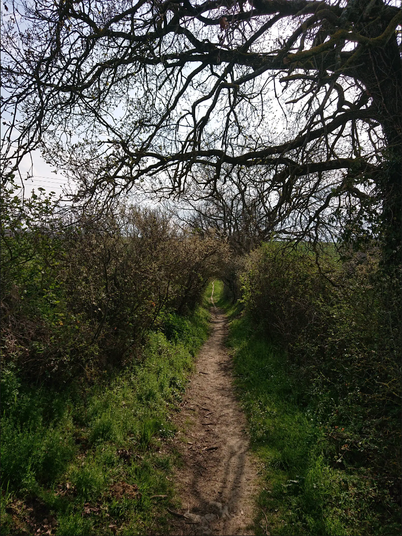 Sortie VTT Sportive : Boucle Ramonville - Clermont-Le-Fort