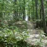 Sortie tranquille à Bouconne